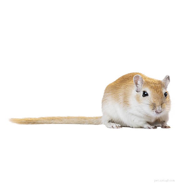 Gerbil Lifespan & Care: Tips for Long‑Lived Pets