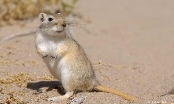 Gerbil Lifespan & Care: Tips for Long‑Lived Pets