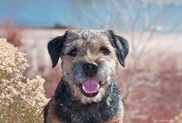 Border Terrier Adoption Guide: What to Expect & How to Prepare