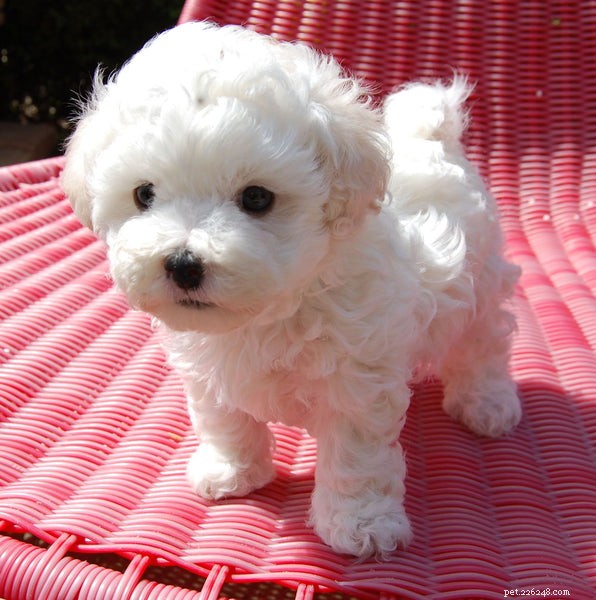 Guide to Caring for a Bolognese Puppy: Essential Tips & Insights