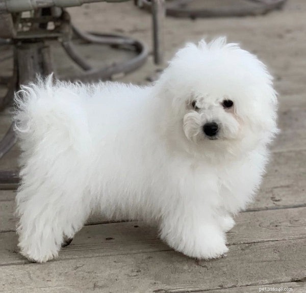 Guide to Caring for a Bolognese Puppy: Essential Tips & Insights