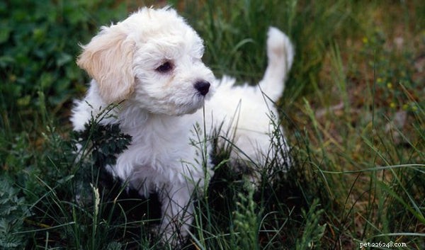 Guide to Caring for a Bolognese Puppy: Essential Tips & Insights