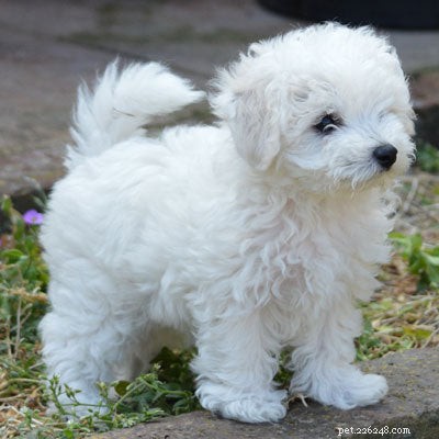 Guide to Caring for a Bolognese Puppy: Essential Tips & Insights