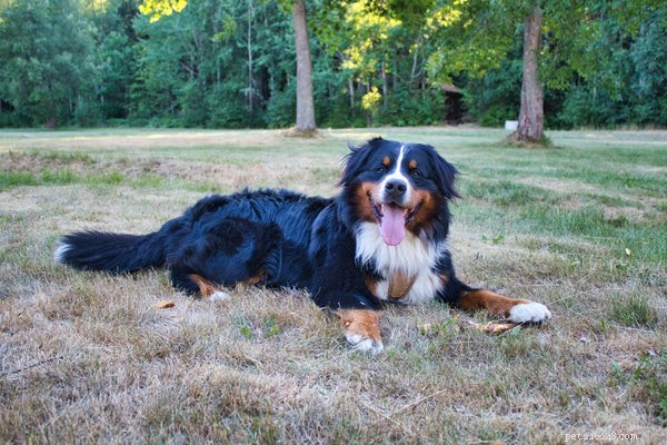 Your Complete Guide to Rescuing and Caring for a Bernese Mountain Dog