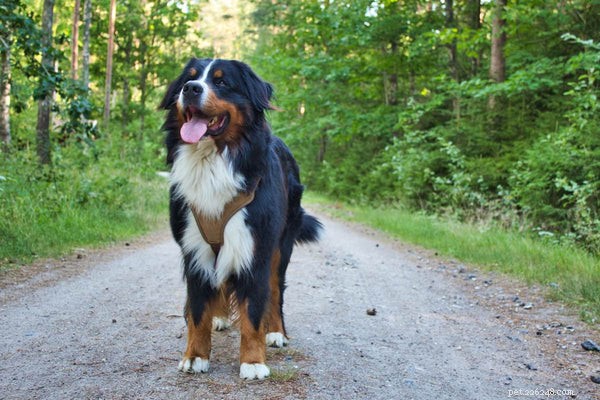 Your Complete Guide to Rescuing and Caring for a Bernese Mountain Dog