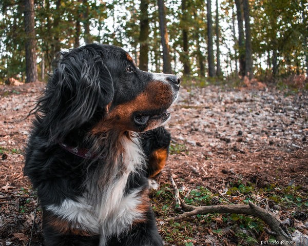 Your Complete Guide to Rescuing and Caring for a Bernese Mountain Dog