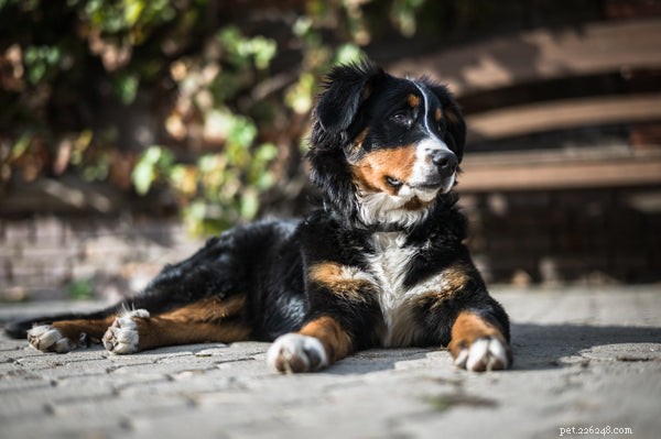 Your Complete Guide to Rescuing and Caring for a Bernese Mountain Dog