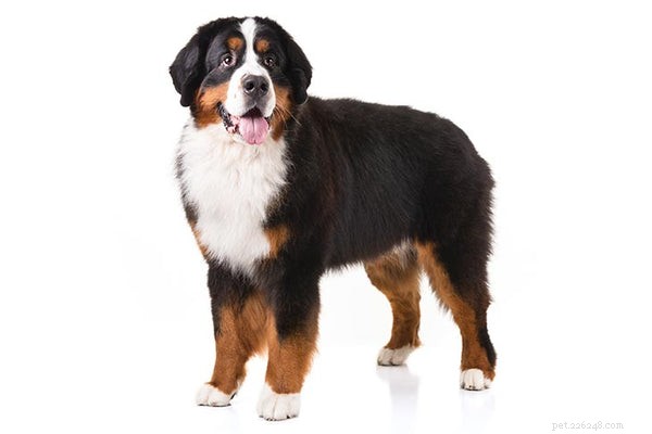 Your Complete Guide to Rescuing and Caring for a Bernese Mountain Dog