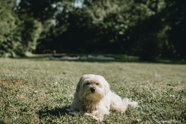 Why Some Dogs Act Like Cats: 5 Common Reasons