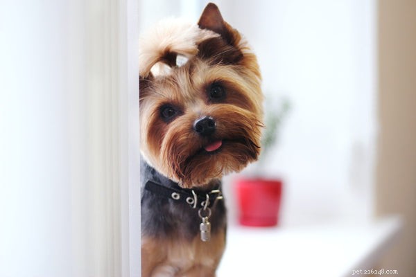 Why Some Dogs Act Like Cats: 5 Common Reasons