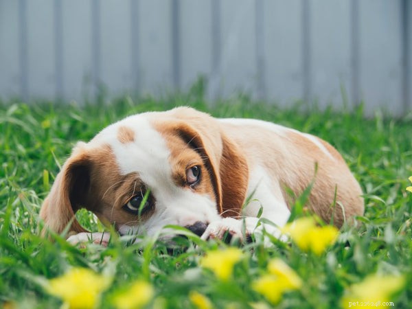 Why Some Dogs Act Like Cats: 5 Common Reasons