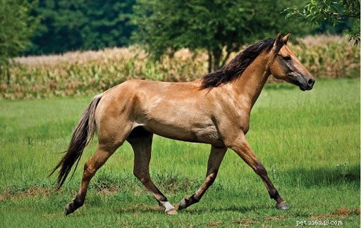 Explore 6 Iconic Horse Breeds: Characteristics & Curiosities