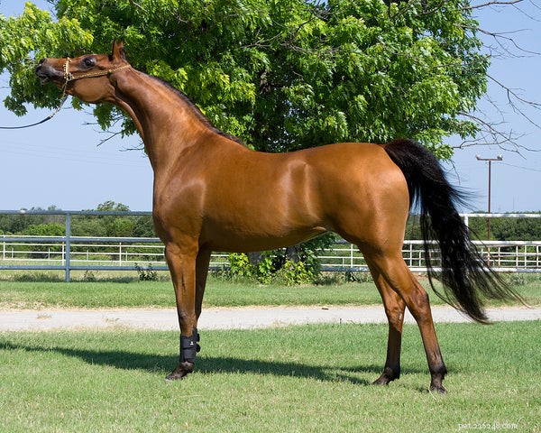 Explore 6 Iconic Horse Breeds: Characteristics & Curiosities