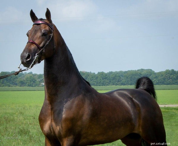 Explore 6 Iconic Horse Breeds: Characteristics & Curiosities
