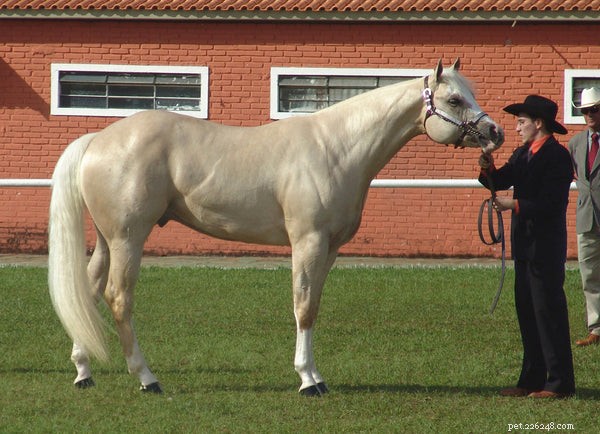 Explore 6 Iconic Horse Breeds: Characteristics & Curiosities