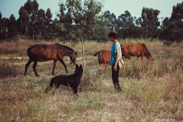 Top Working Dog Breeds: The Best Choices for Guarding, Herding, Sled‑Pulling, and Rescue
