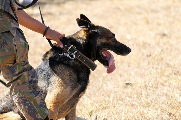 Top Working Dog Breeds: The Best Choices for Guarding, Herding, Sled‑Pulling, and Rescue
