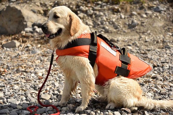 Top Working Dog Breeds: The Best Choices for Guarding, Herding, Sled‑Pulling, and Rescue