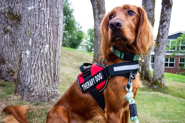 Top Working Dog Breeds: The Best Choices for Guarding, Herding, Sled‑Pulling, and Rescue
