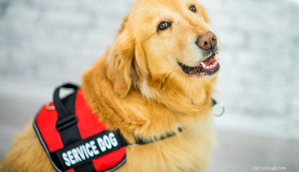 Top Working Dog Breeds: The Best Choices for Guarding, Herding, Sled‑Pulling, and Rescue