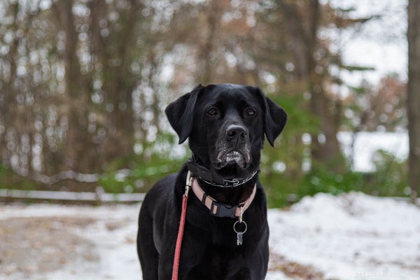 The 5 Best Large Dog Breeds of 2024