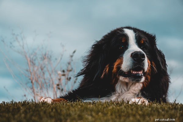 The 5 Best Large Dog Breeds of 2024