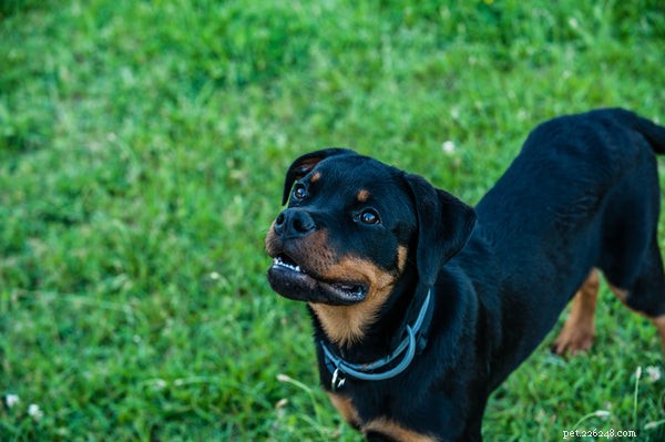 The 5 Best Large Dog Breeds of 2024