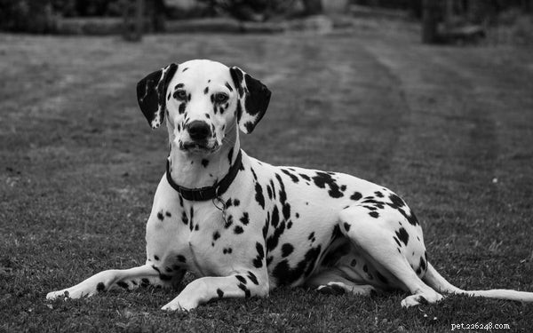 Dalmatian Temperament Unveiled: What Prospective Owners Must Know