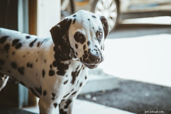 Dalmatian Temperament Unveiled: What Prospective Owners Must Know