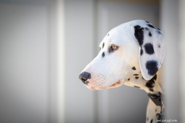 Dalmatian Temperament Unveiled: What Prospective Owners Must Know