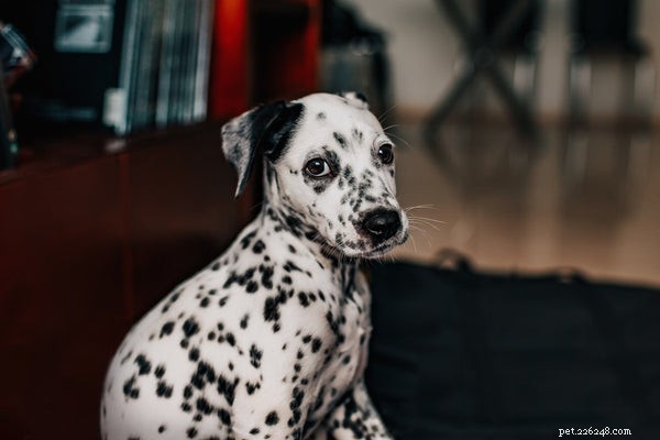 Dalmatian Temperament Unveiled: What Prospective Owners Must Know