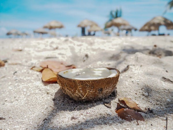 Why Coconut Oil Is a Must-Have Supplement for Your Dog s Health