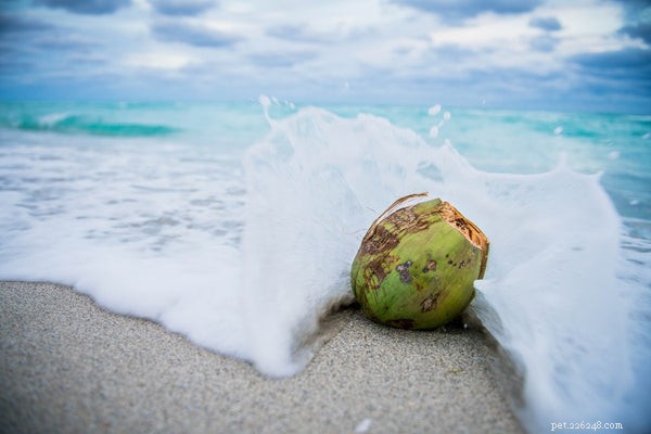Why Coconut Oil Is a Must-Have Supplement for Your Dog s Health