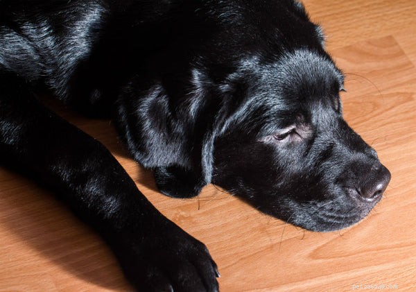 Why Coconut Oil Is a Must-Have Supplement for Your Dog s Health
