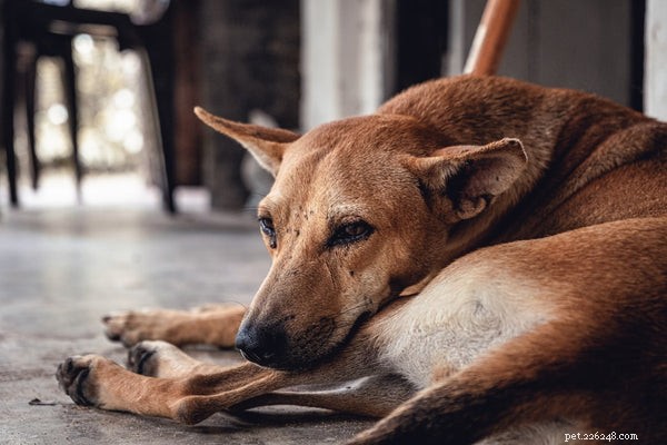 Why Coconut Oil Is a Must-Have Supplement for Your Dog s Health