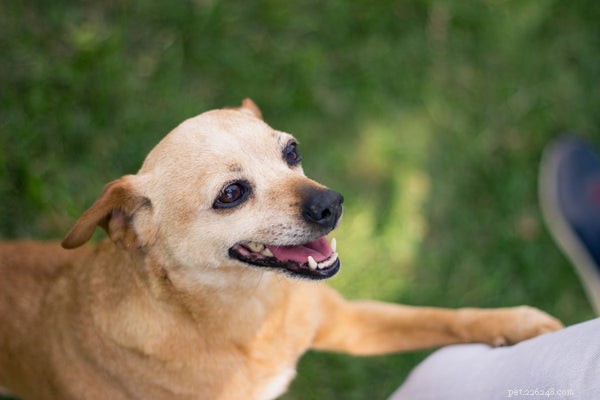 Why Coconut Oil Is a Must-Have Supplement for Your Dog s Health