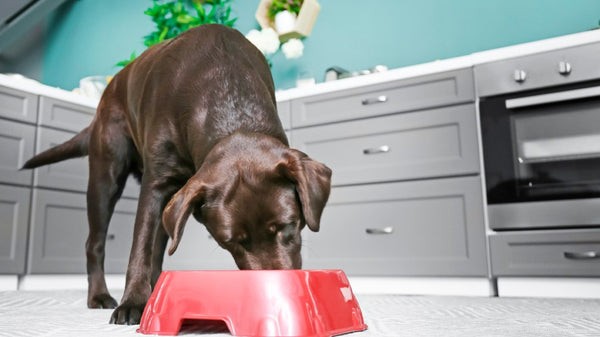 Why Coconut Oil Is a Must-Have Supplement for Your Dog s Health