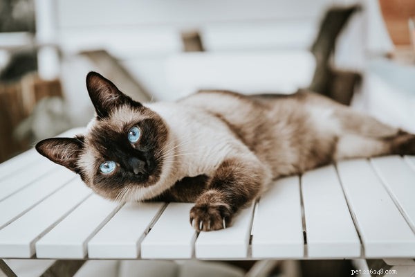 Top Affectionate Cat Breeds for Cuddly Companions