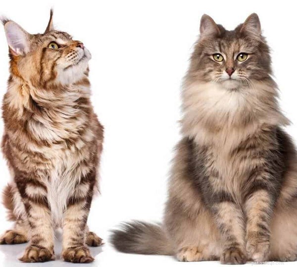 Norwegian Forest Cat vs. Maine Coon: Which Big Cat Is Right for You?