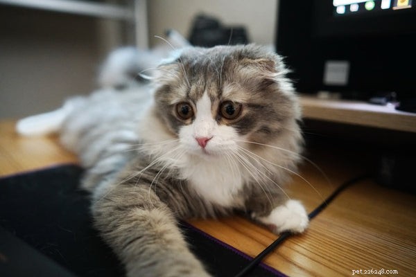 Norwegian Forest Cat vs. Maine Coon: Which Big Cat Is Right for You?