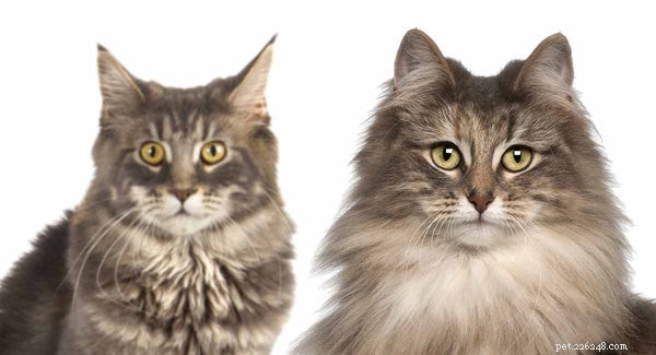 Norwegian Forest Cat vs. Maine Coon: Which Big Cat Is Right for You?