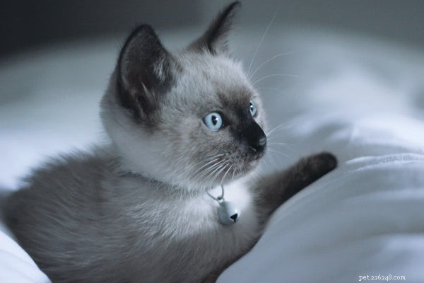 Top 8 Cat Breeds for Relaxed Lifestyles: A Guide to the Most Serene Felines