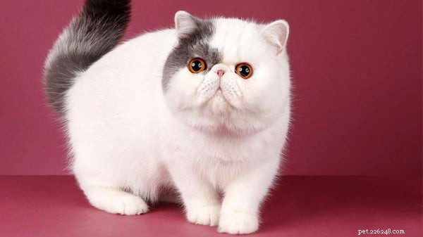 Top 8 Cat Breeds for Relaxed Lifestyles: A Guide to the Most Serene Felines