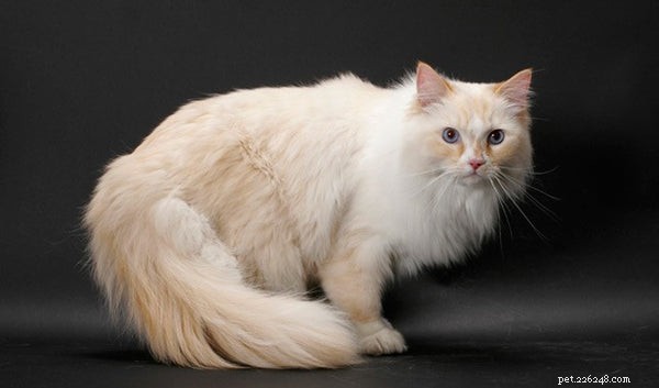 Top 8 Cat Breeds for Relaxed Lifestyles: A Guide to the Most Serene Felines