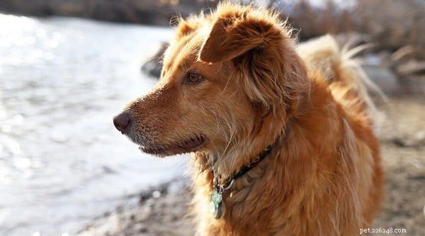 Australian Retriever: Why This Hybrid Breed Is a Top Choice for Families