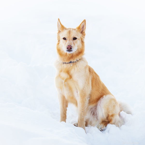 Australian Retriever: Why This Hybrid Breed Is a Top Choice for Families