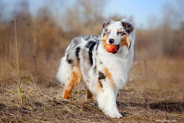 Australian Retriever: Why This Hybrid Breed Is a Top Choice for Families