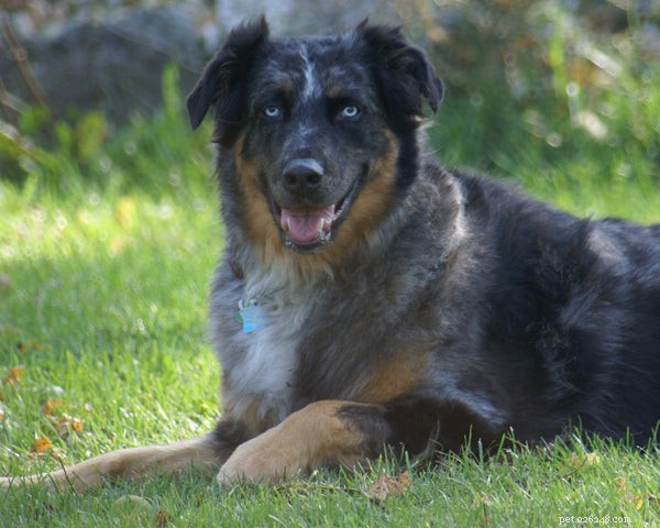Australian Retriever: Why This Hybrid Breed Is a Top Choice for Families