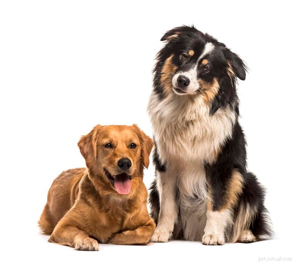 Australian Retriever: Why This Hybrid Breed Is a Top Choice for Families