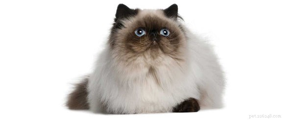 Discover 6 Unique Exotic Cat Breeds You Should Consider